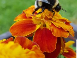 Einblicke in die Gärten unserer Mitglieder